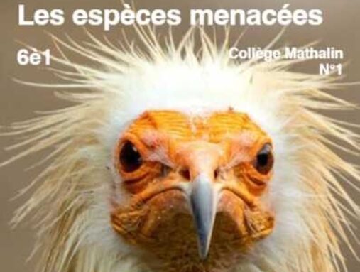 Les espèces menacées.jpg