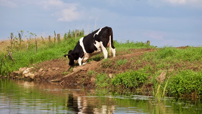 bovine-dairy-cow-pasture-natural-landscape-grazing-natural-environment-1490911-pxhere.com.jpg